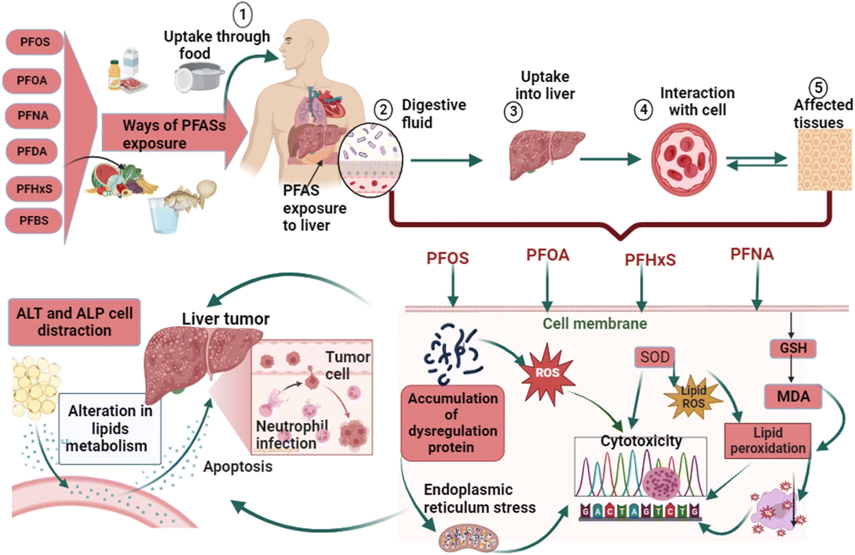 cycle-pfas-polluants-eternels